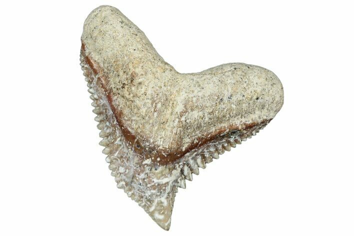 Tiger Shark (Galeocerdo Eaglesomi) Tooth - Dakhla, Morocco #321951